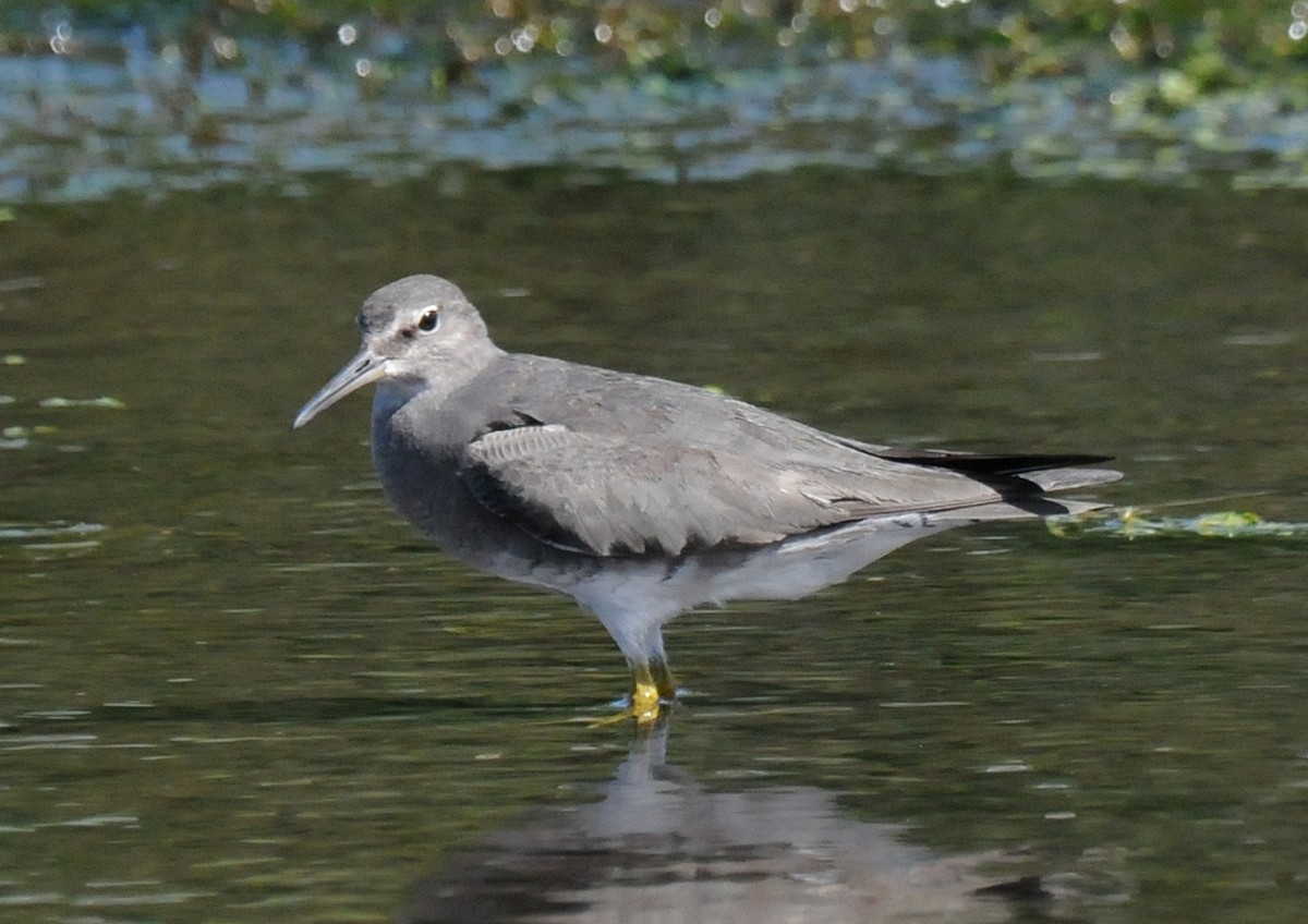 Wandering Tattler - ML47243231