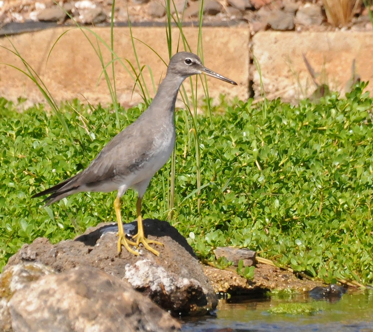 Wandering Tattler - ML47243251