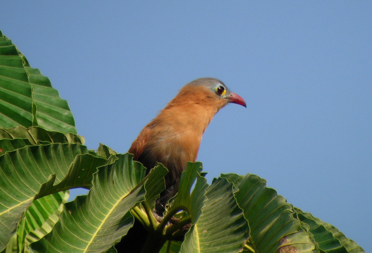 Black-bellied Cuckoo - ML47243511