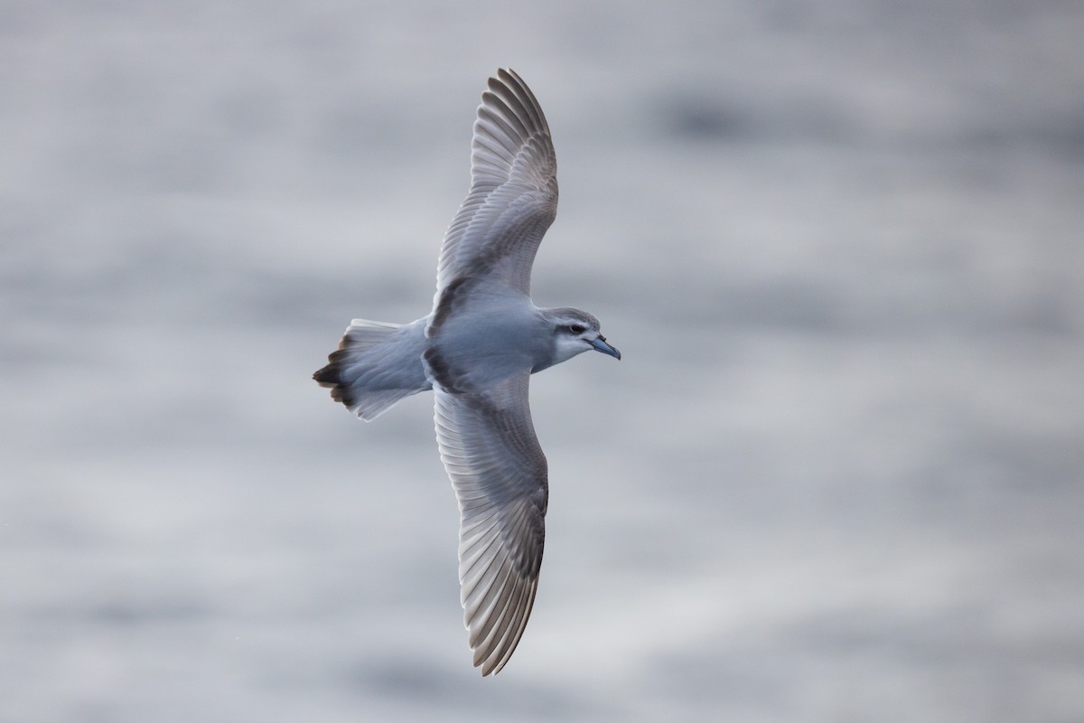 Antarctic Prion - Aaron Skelton