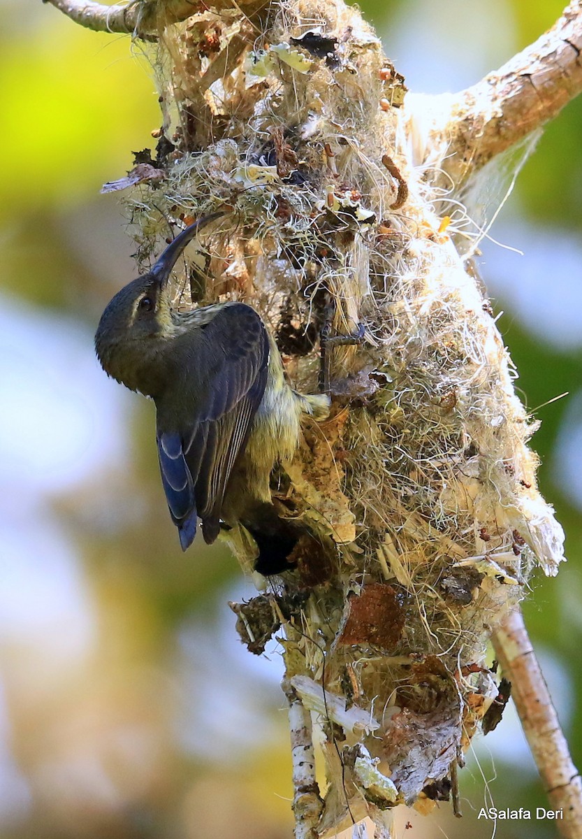 Malagasy Sunbird (Long-billed) - ML472436591