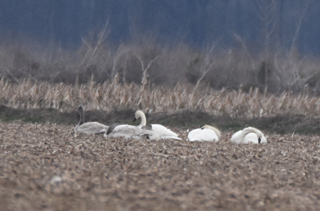 Trumpeter Swan - ML47243681