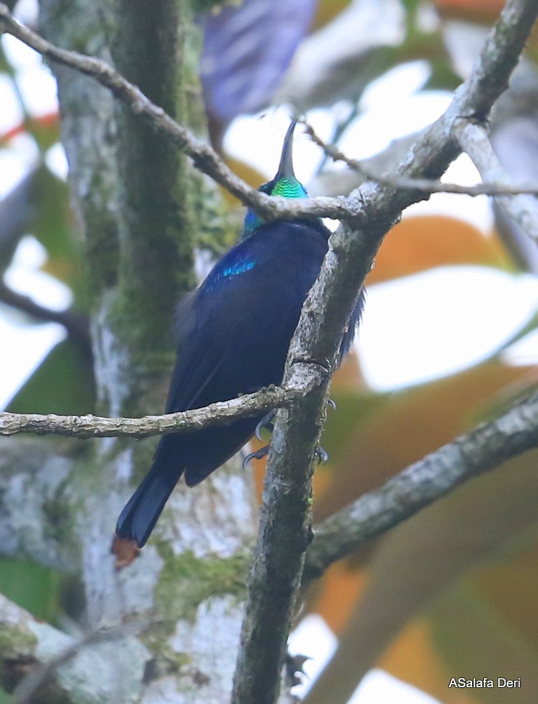 Malagasy Sunbird (Long-billed) - ML472436861