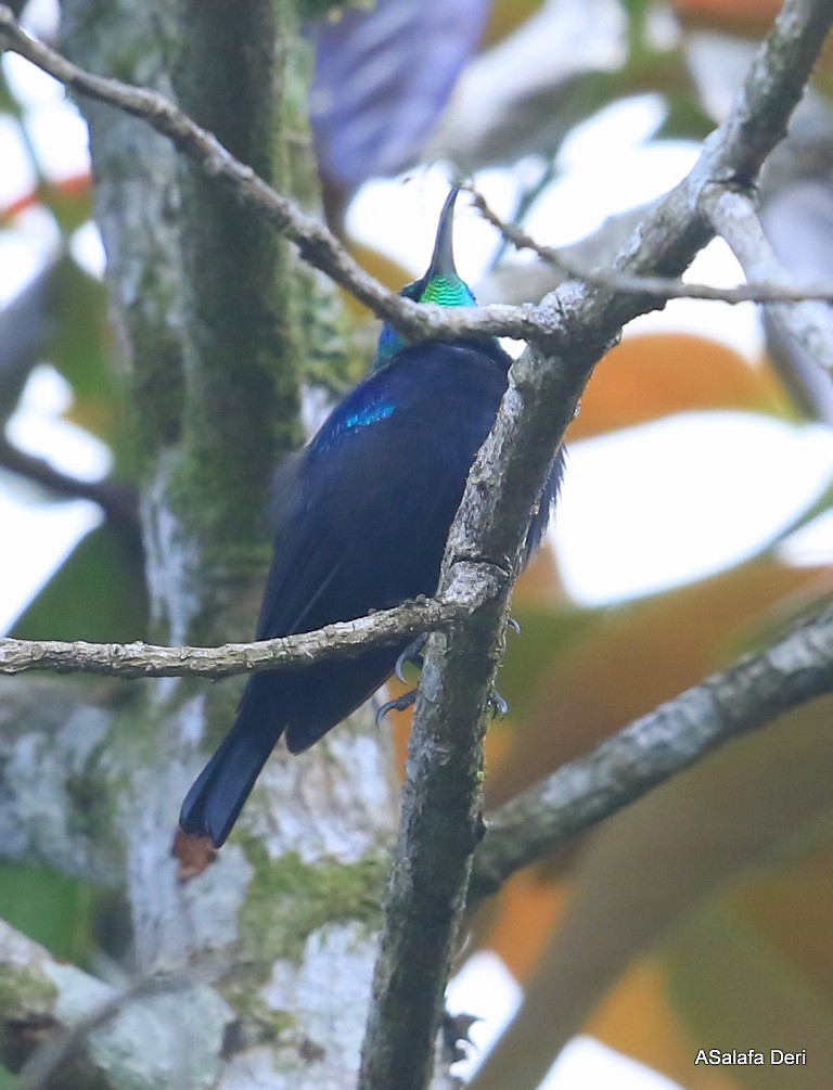 Stahlnektarvogel (notatus) - ML472436861