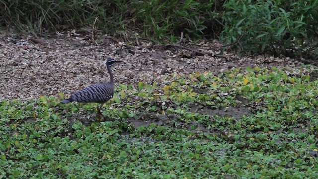 Sunbittern - ML472437