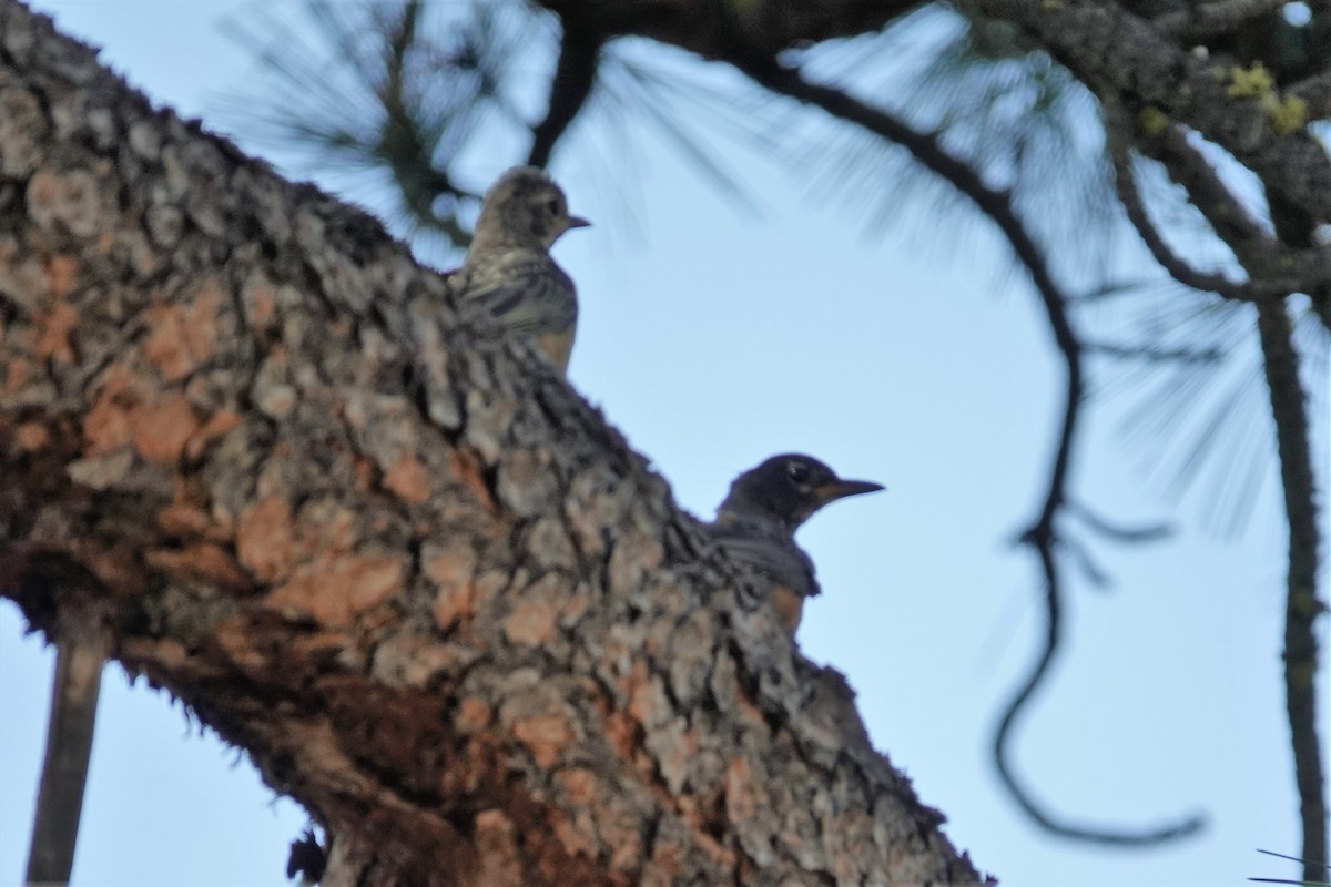 American Robin - ML472437141