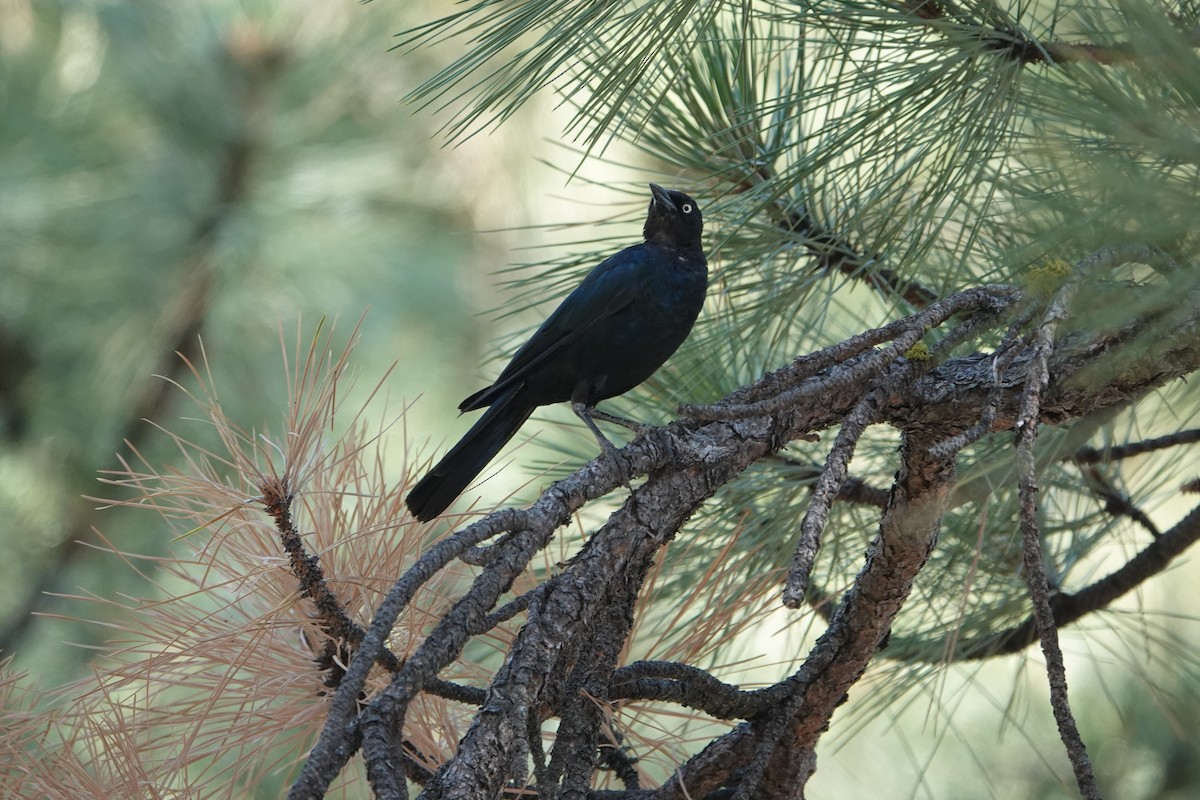 Brewer's Blackbird - ML472437241