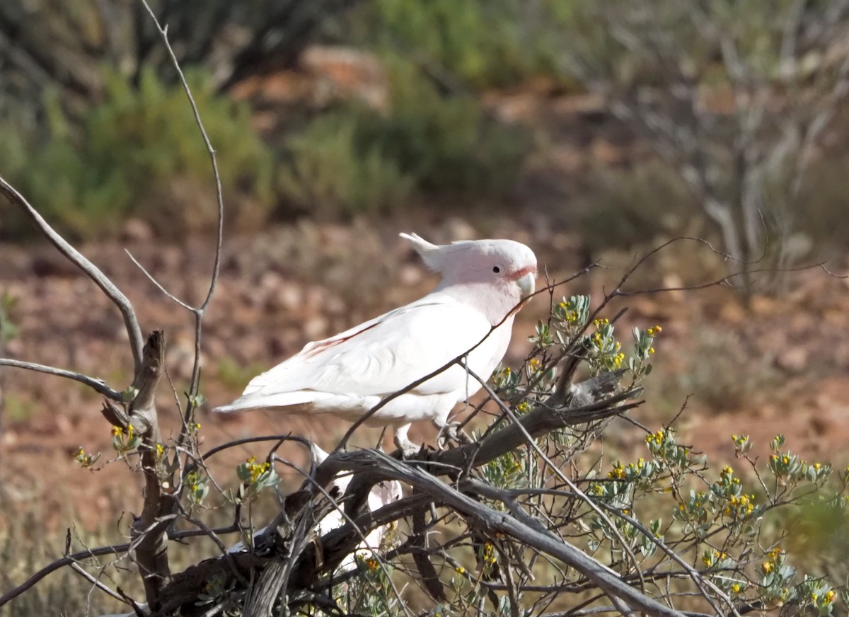 Pembe Kakadu - ML472437341