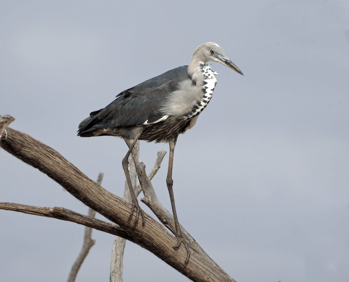 Pacific Heron - Sue Lee