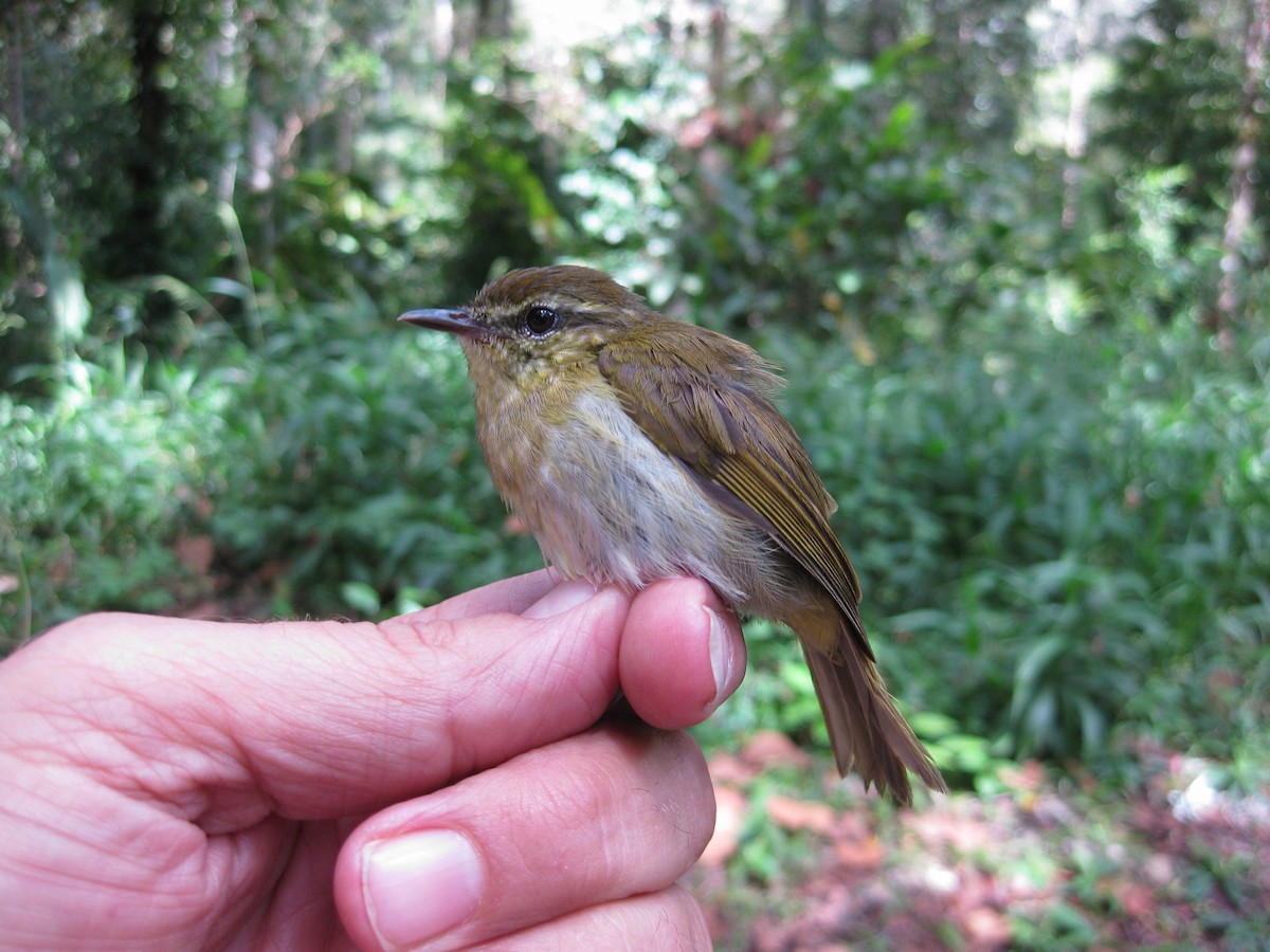 Sulawesi Leaf Warbler - Anthony Overs