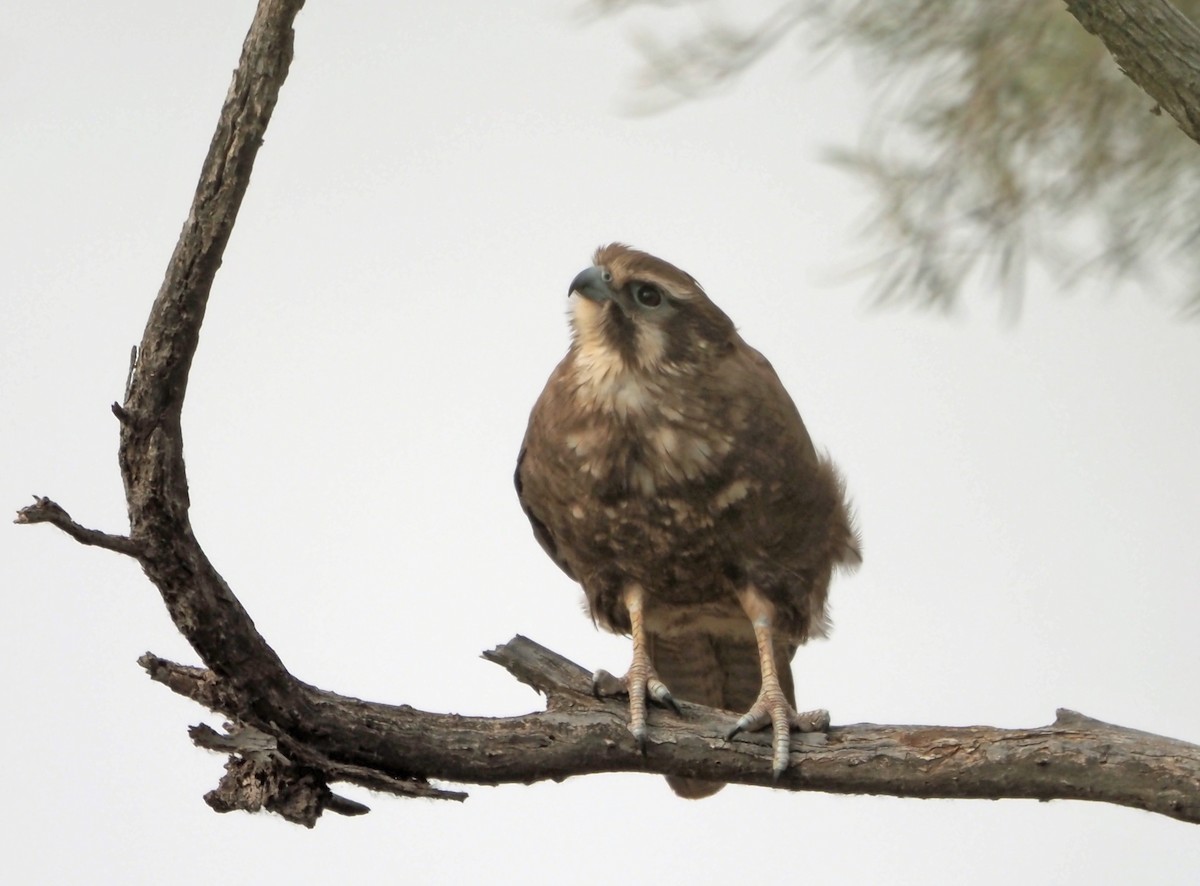 Brown Falcon - ML472437521