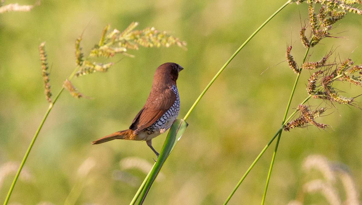 Scaly-breasted Munia - Timothy Aarons