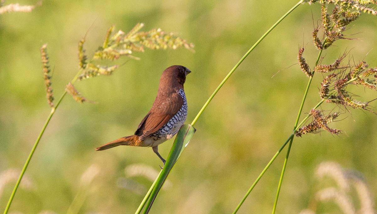 Scaly-breasted Munia - ML472437651