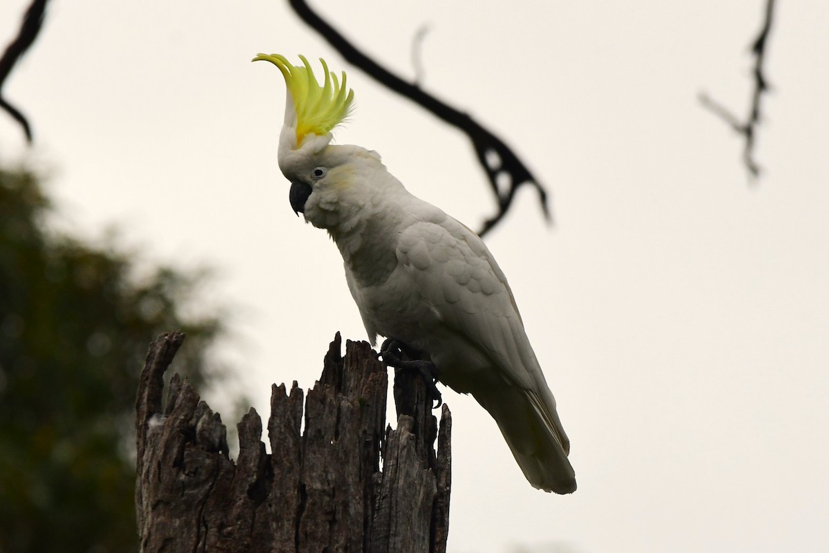 Sulphur-crested Cockatoo - ML472439921