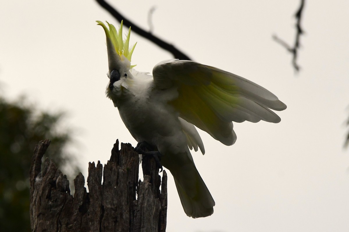 gultoppkakadu - ML472439931