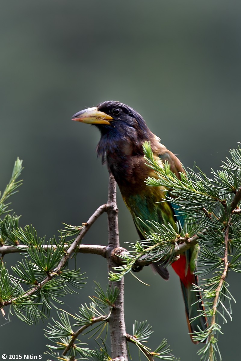 Great Barbet - Nitin Srinivasa Murthy