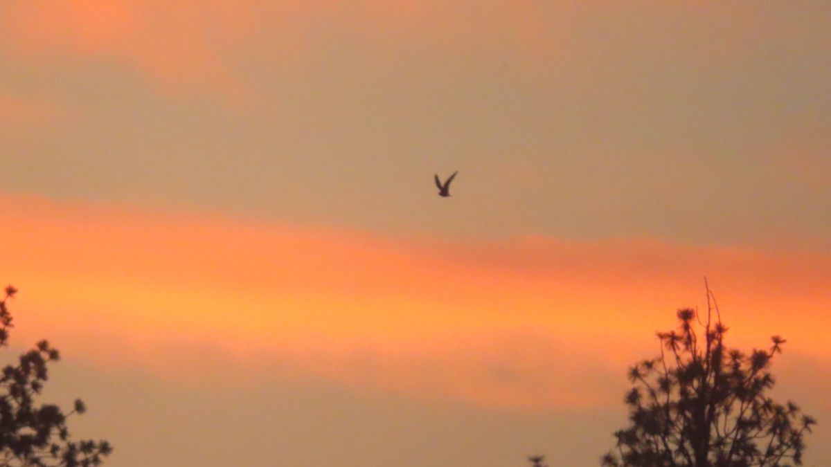 Common Nighthawk - Andy N