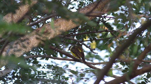 White-bearded Flycatcher - ML472441