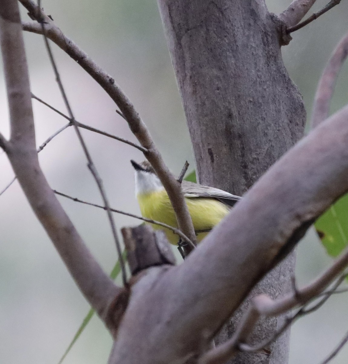 White-throated Gerygone - ML472441001