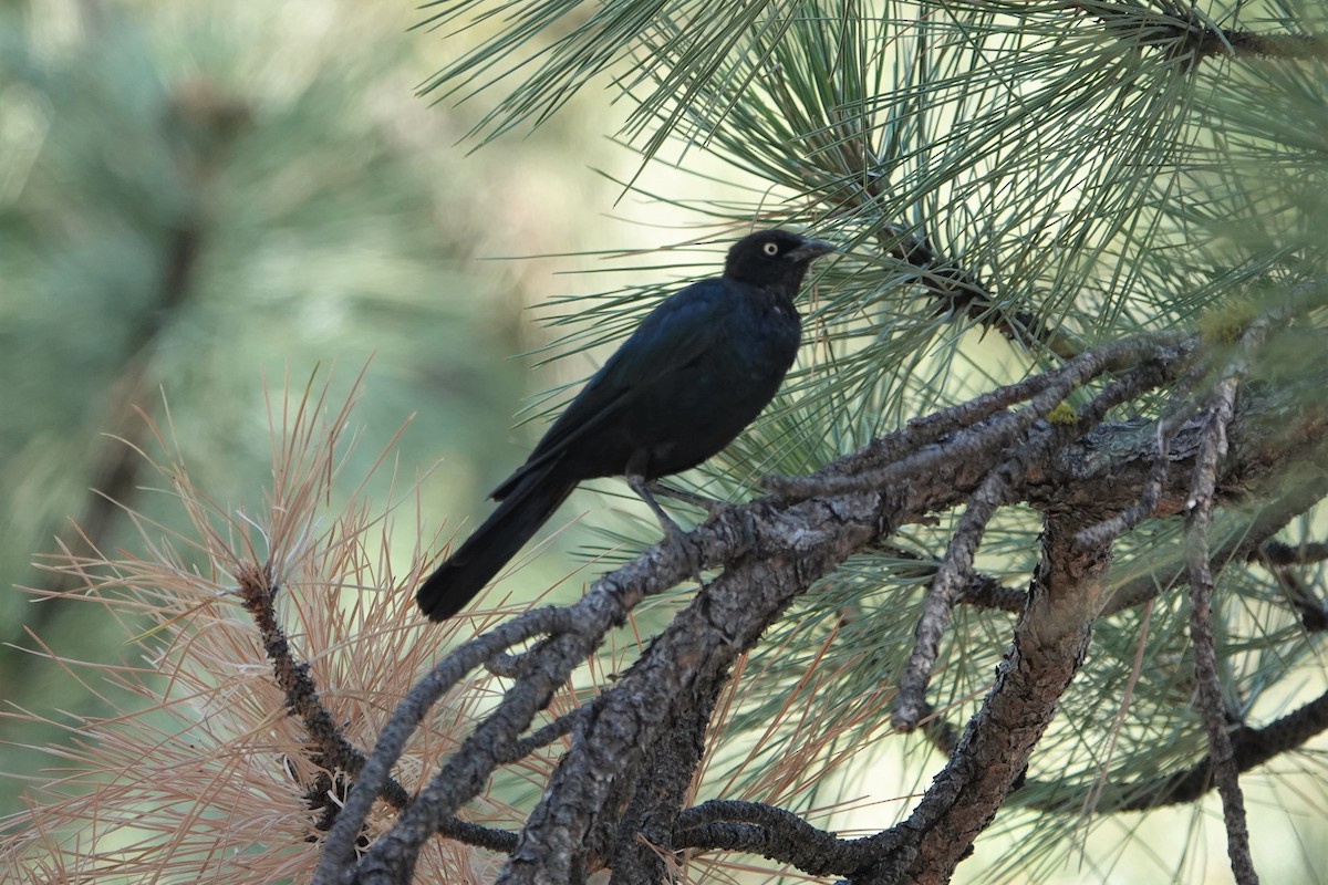 Brewer's Blackbird - ML472441371