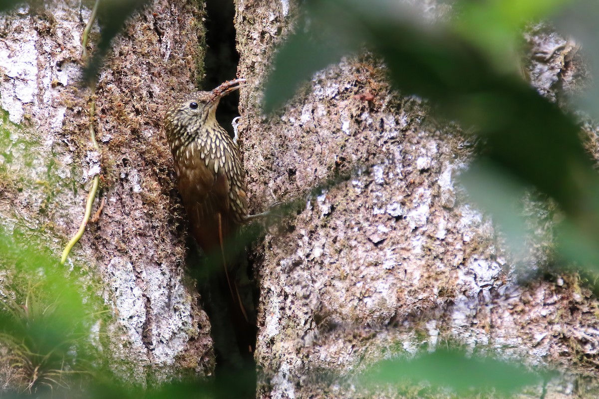 Spot-crowned Woodcreeper (Northern) - Magnus Persmark