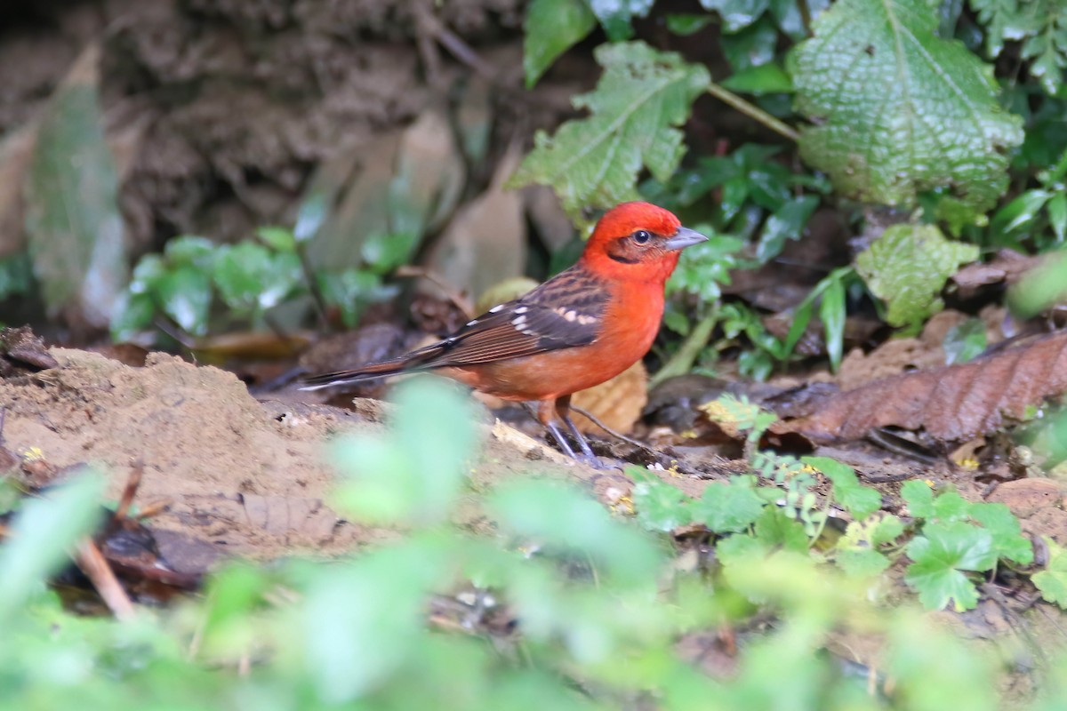 Flame-colored Tanager - ML472441731
