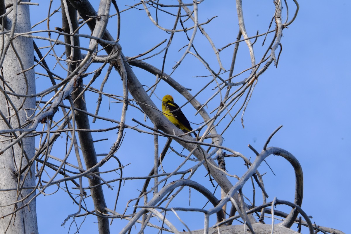 Western Tanager - ML472441881