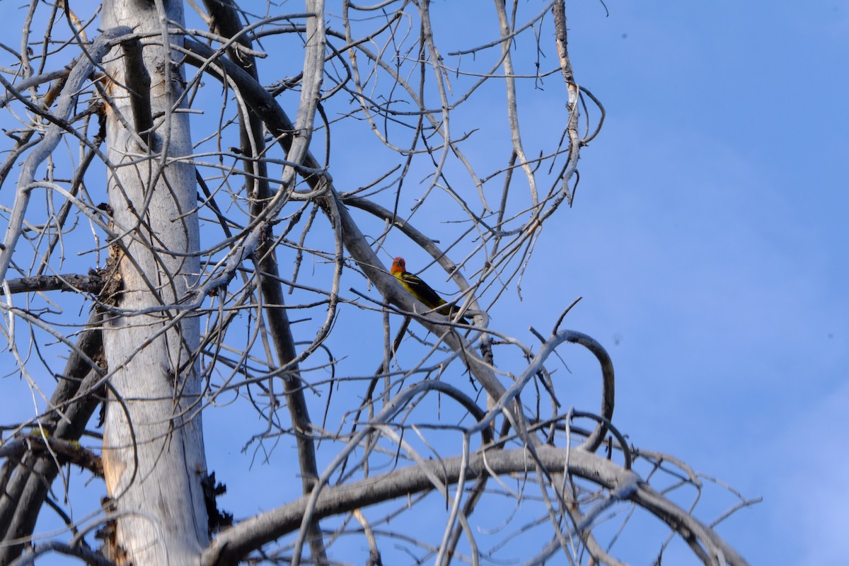 Western Tanager - ML472441891