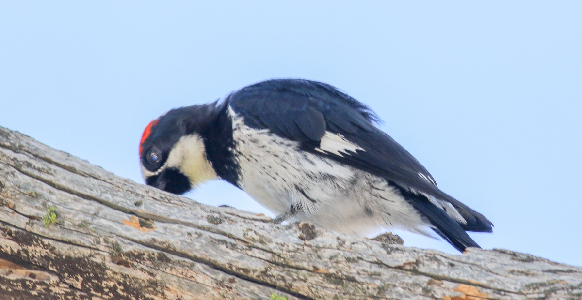 Acorn Woodpecker - ML472442491