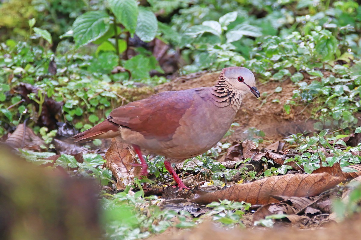 White-faced Quail-Dove - ML472442571