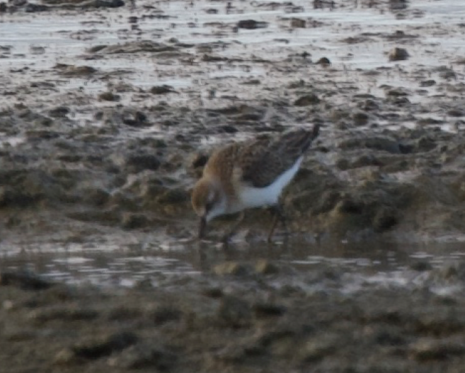 Semipalmated Sandpiper - ML472443521