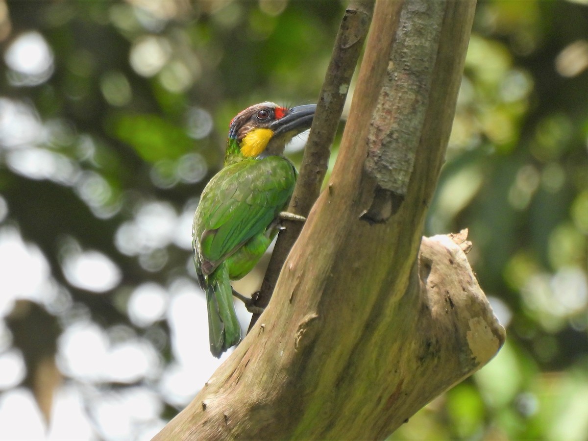 Gold-whiskered Barbet - ML472444271