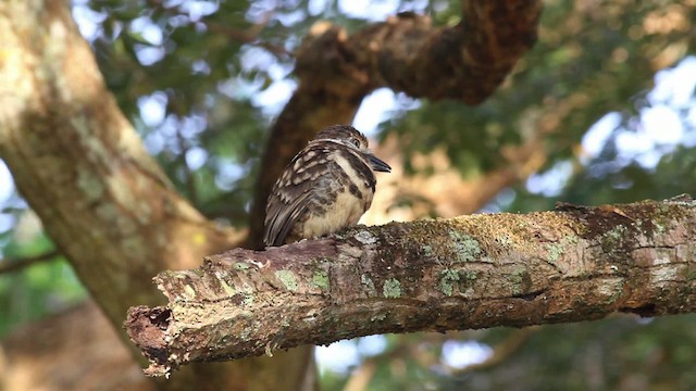 Two-banded Puffbird - ML472445