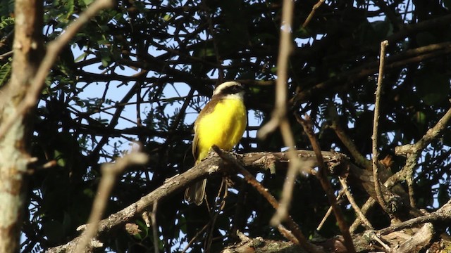 White-bearded Flycatcher - ML472446