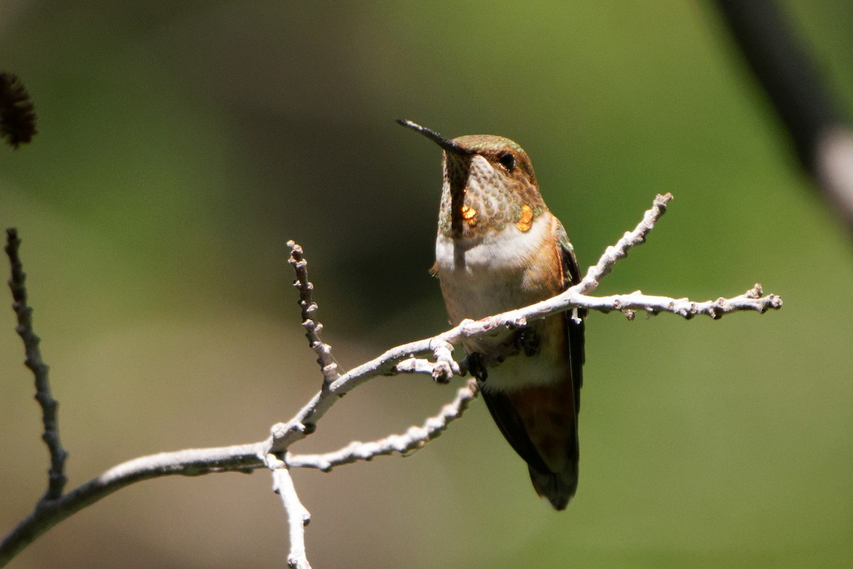 Rufous Hummingbird - ML472446611