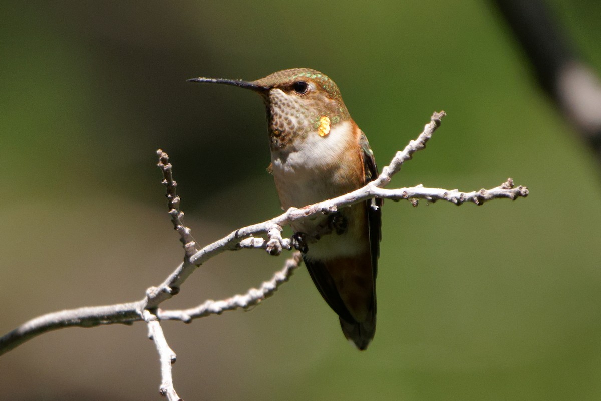 Rufous Hummingbird - ML472446621