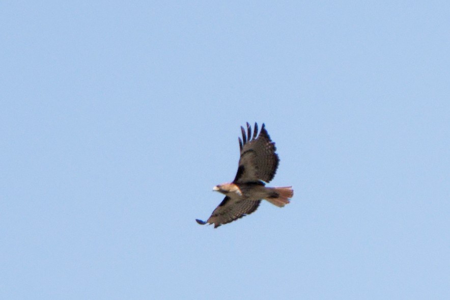 Red-tailed Hawk - ML472446701