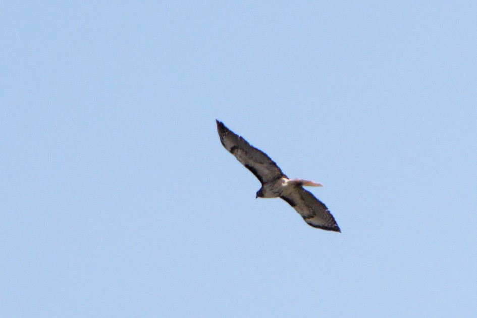 Red-tailed Hawk - ML472446761