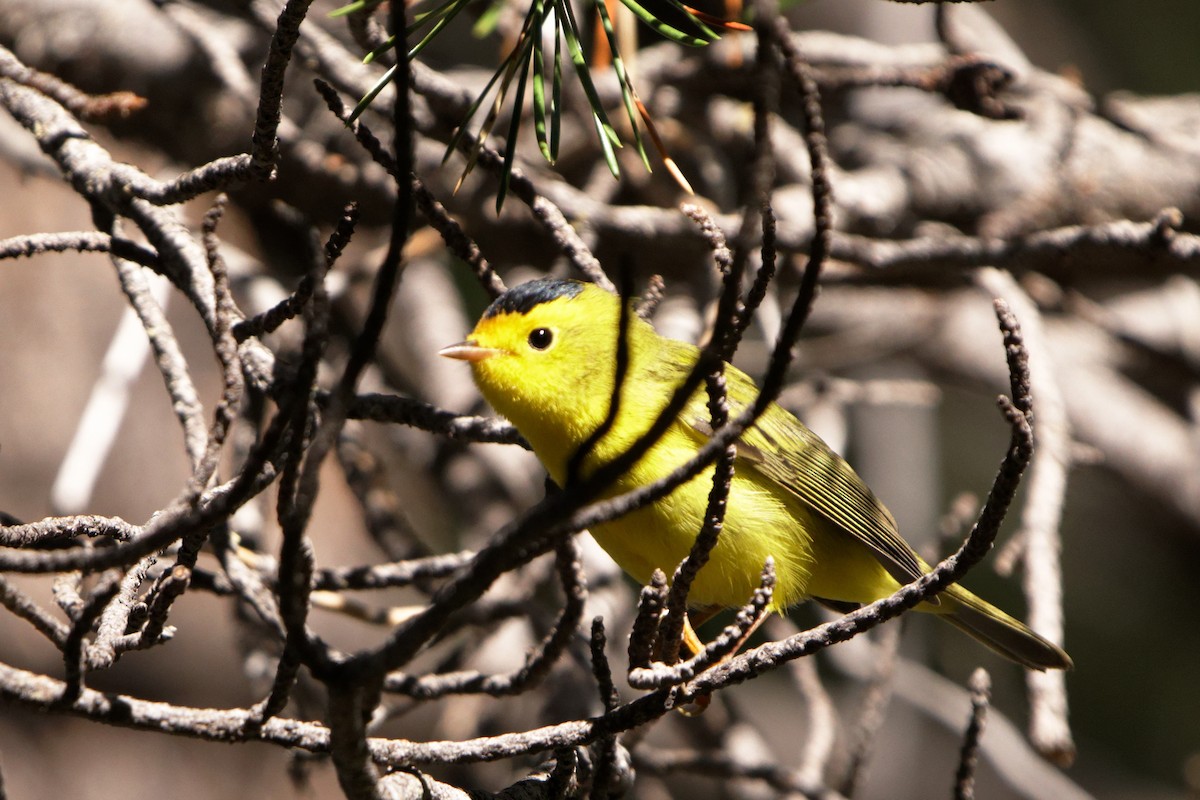 Wilson's Warbler - ML472447211