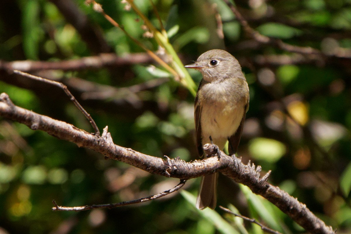 Dusky Flycatcher - ML472447251