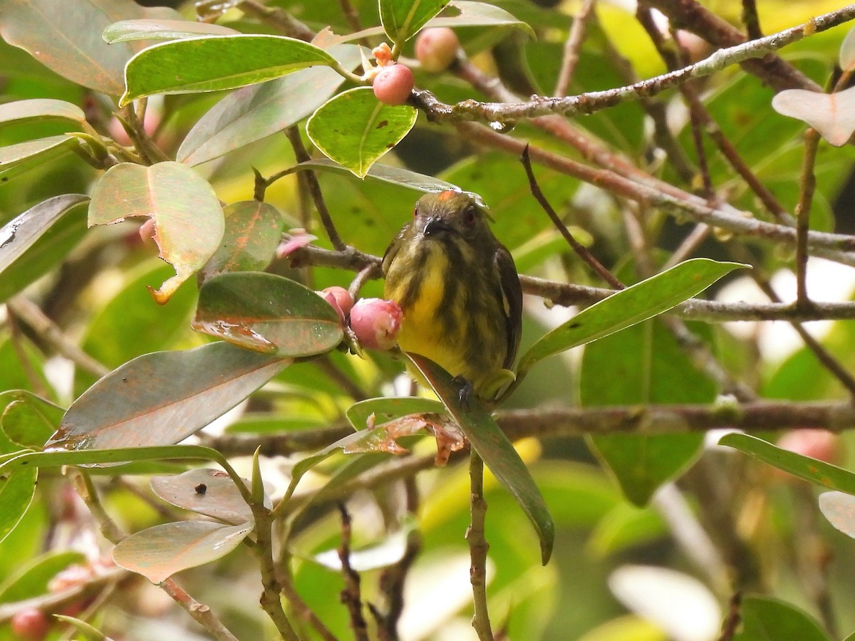 Yellow-breasted Flowerpecker - ML472448951