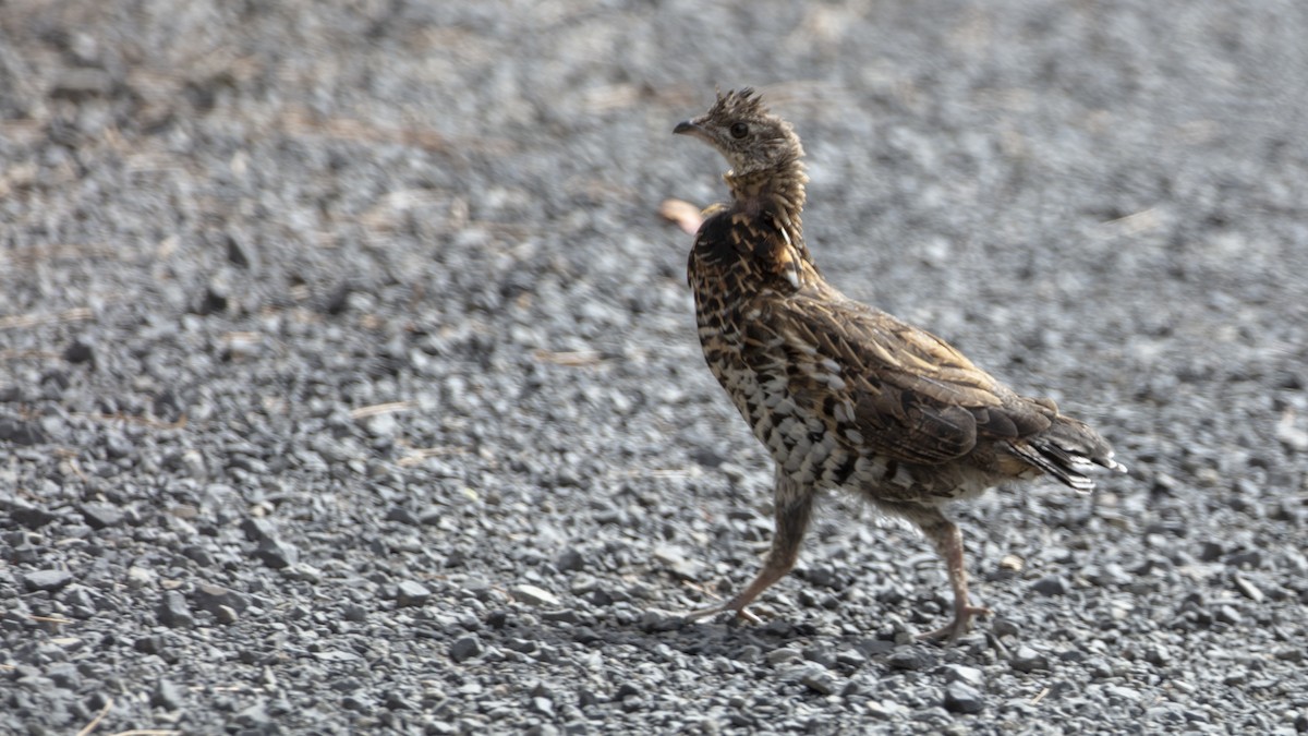 Ruffed Grouse - Ivar Husa