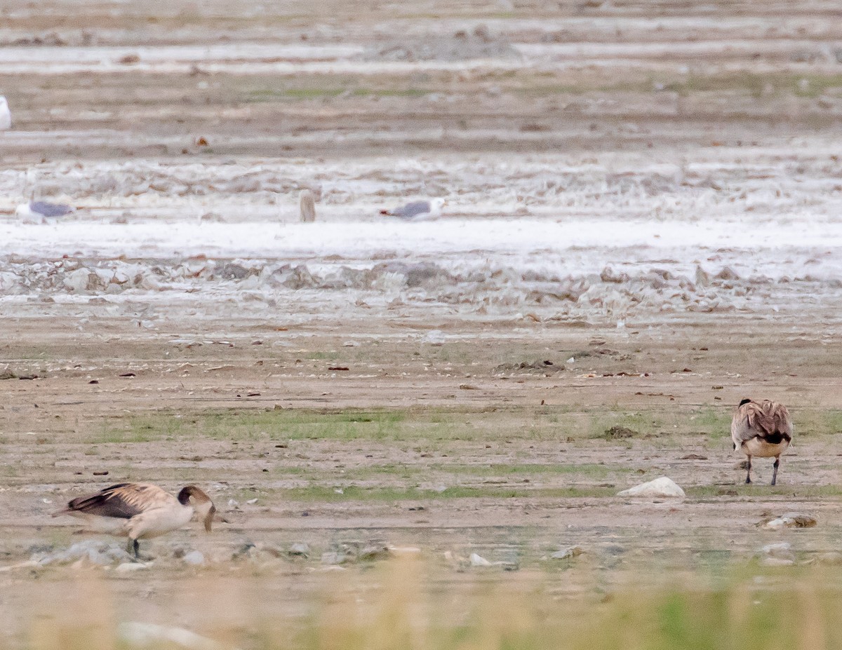 Canada Goose - ML472449481