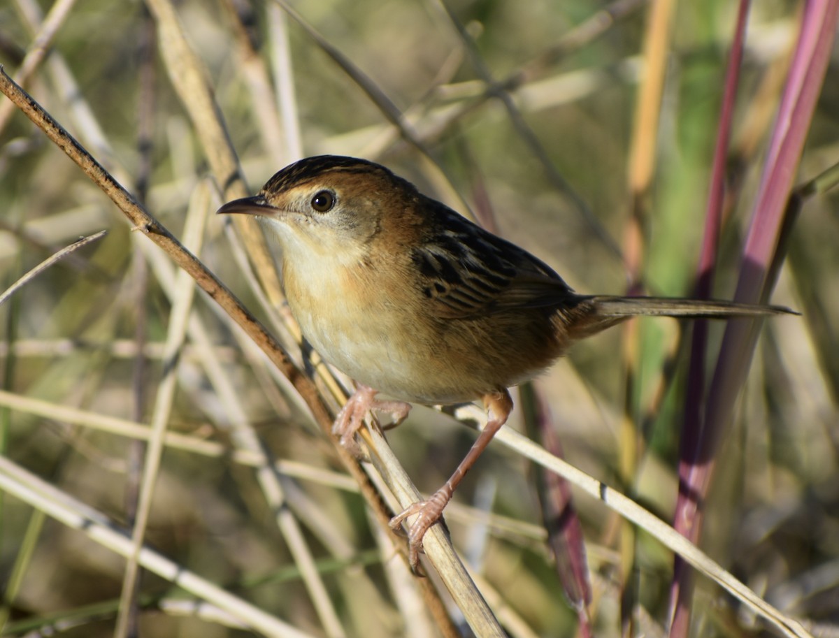 Golden-headed Cisticola - ML472449801