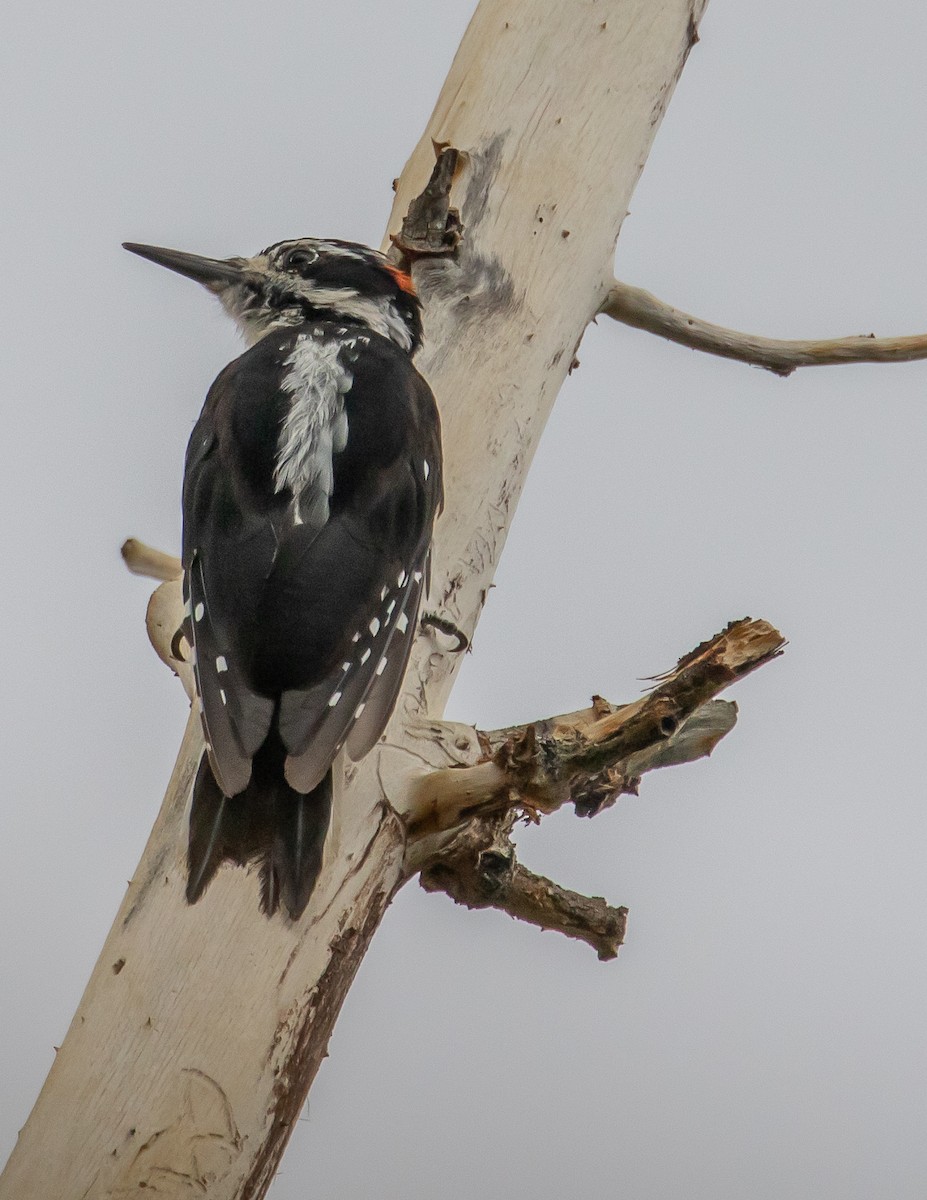 Hairy Woodpecker - ML472450321