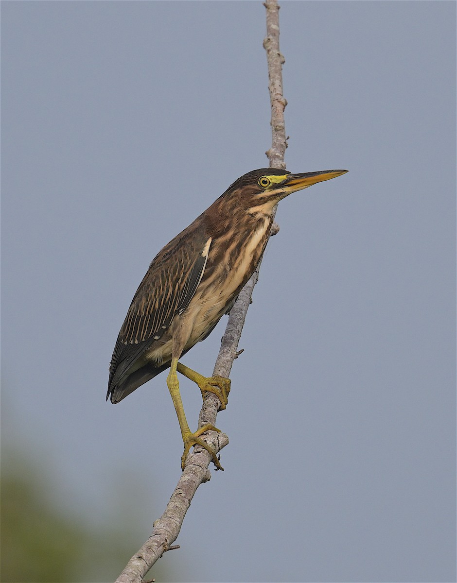 Green Heron - ML472451401