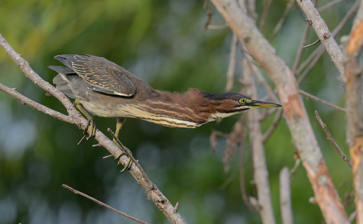 Green Heron - ML472451411