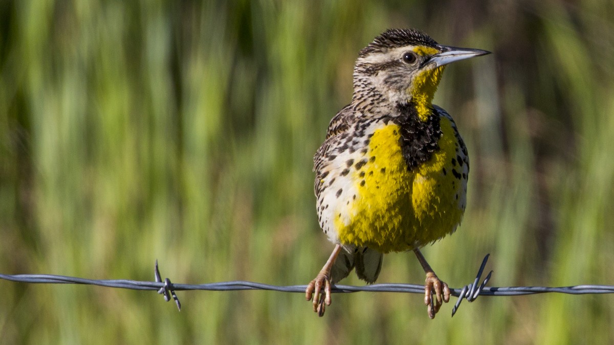 Western Meadowlark - Ivar Husa