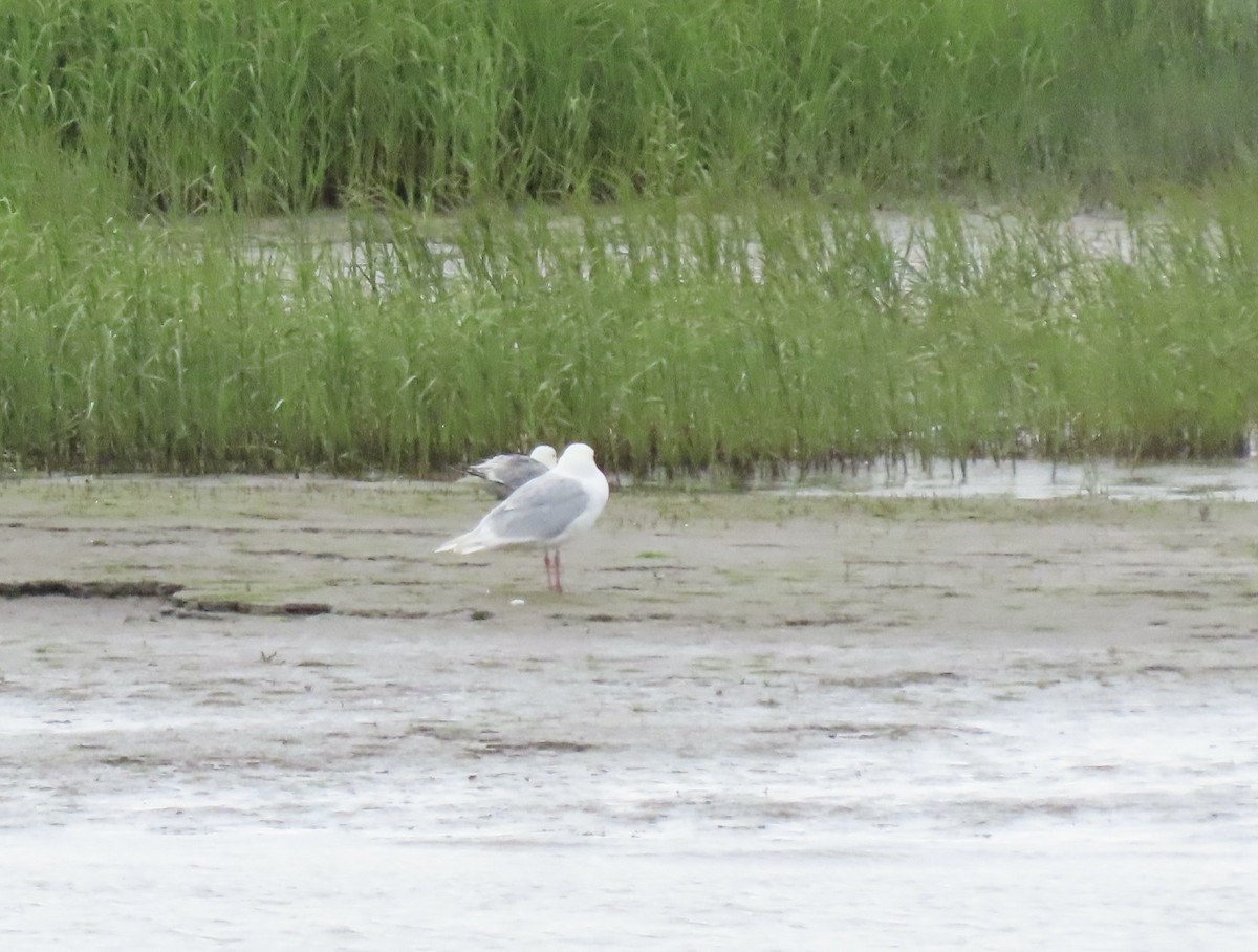 Glaucous Gull - ML472452261