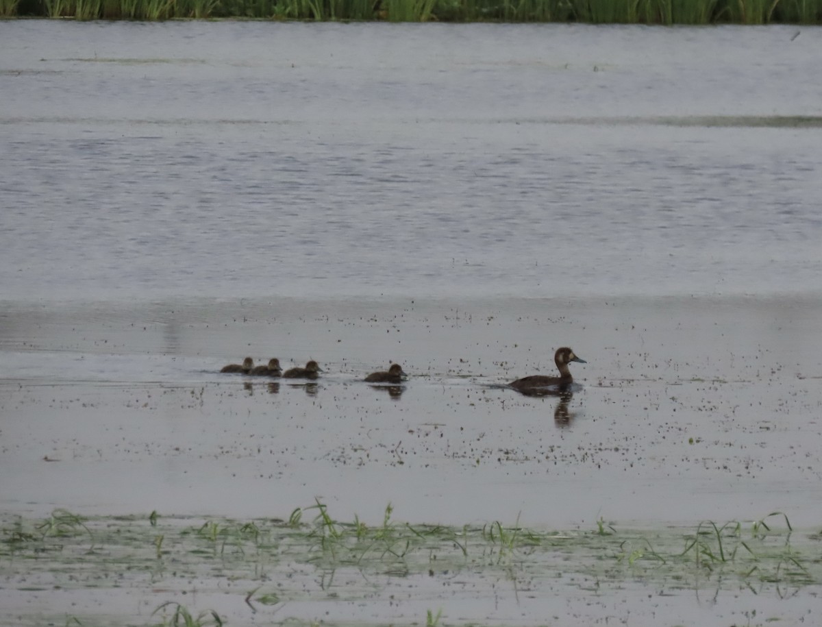 Greater Scaup - ML472452291